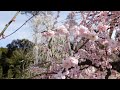 京都 三室戸寺 しだれ梅園内 花の茶屋 annex 開店のお知らせ