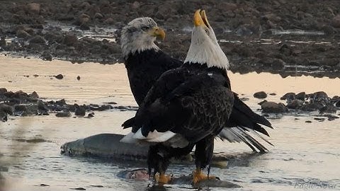 "As Nature Breathes..." / Eagle Nova Films