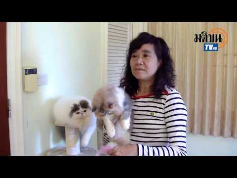แมวเปอร์เซีย /เส้นทางเศรษฐี-มติชน