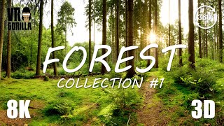 Forest Collection (Teaser) #1 - Jungle, Autum, European Summer Forest - 8K 3D Virtual Reality 360 screenshot 5
