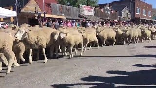 Reed Point hosts annual Running of the Sheep