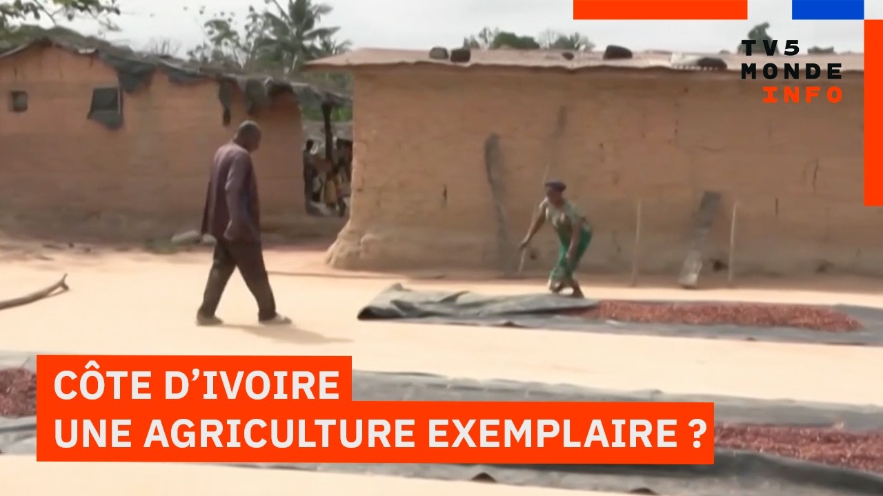 Côte d'Ivoire : L'État ivoirien face à la crise du secteur du cacao