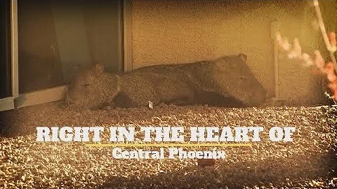 VIDEO: Wild javelina spotted in central Phoenix