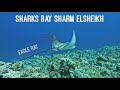 غوص شاركس بيي شرم الشيخ شاطئ القروش Sharks Bay Sharm Elsheikh 7 2022 