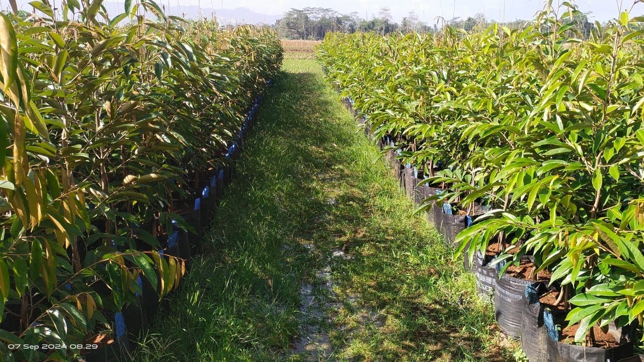 Bibit Durian Super Body Bonsai, Durian Bawor, Durian Tupai king, Durian DuriHitam, Durian Musangking