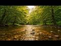 Peaceful Renewal Study Focus Music in Misty River Dawn for Clear Mind 🌤️