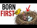 The Baby Bird That Steals Every Meal