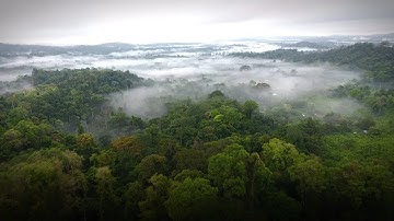 Canopy: Protecting Endangered Forests with Sustainable Supply Chains | Cisco Foundation Grantee