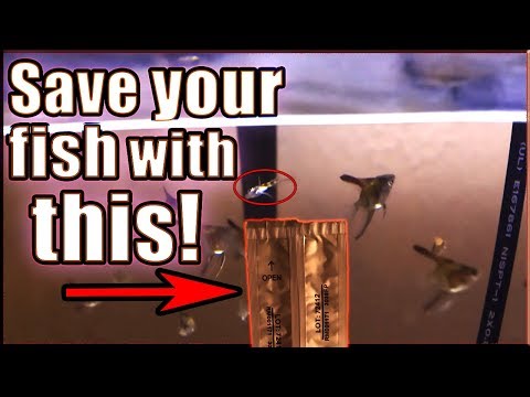 USE THIS TO SAVE YOUR FISH!