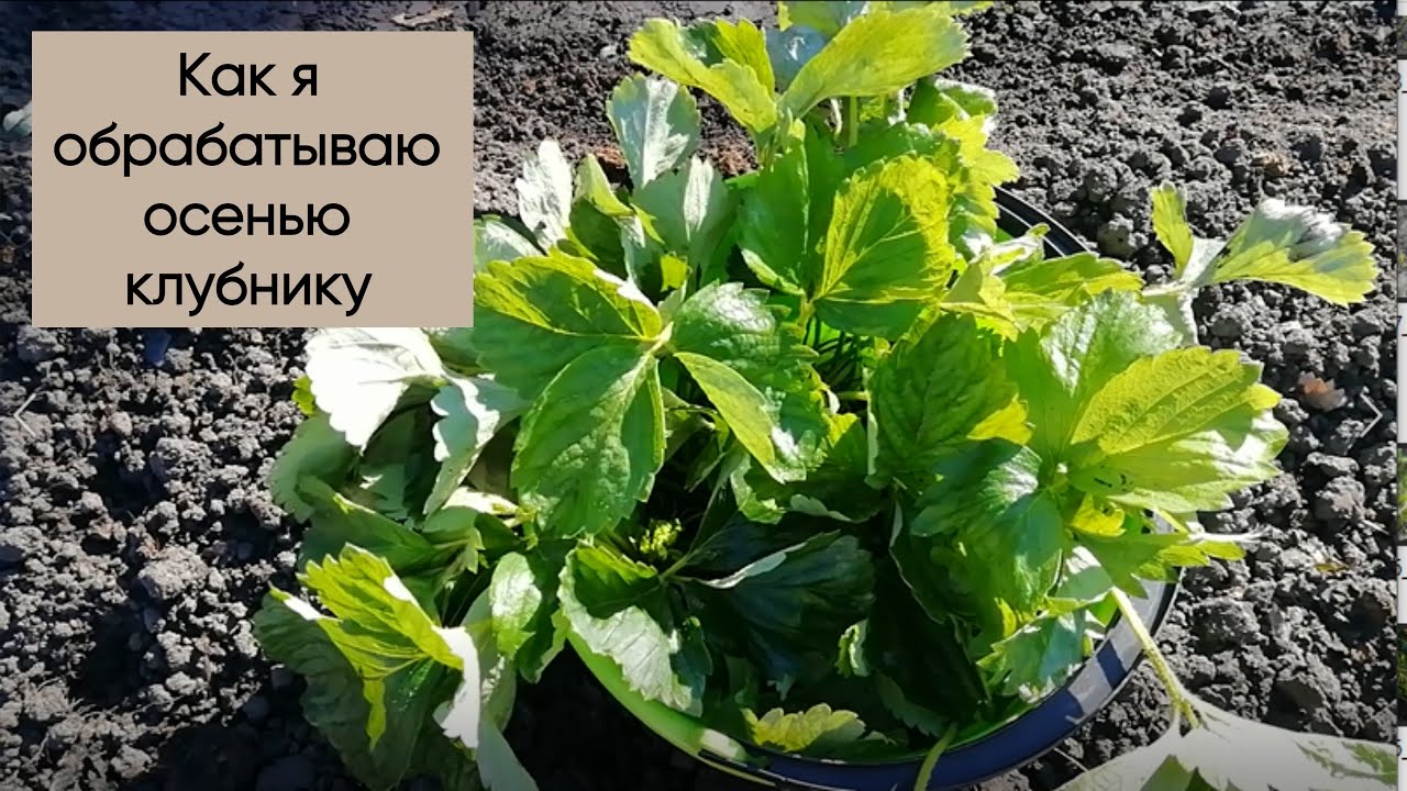 Кусты клубники на грядке