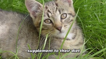 The Benefits of Cat Grass for Your Feline Friend