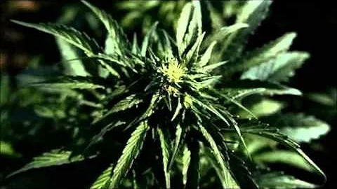 Andrea Sanderlin Charged With Producing Weed