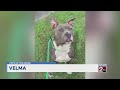 Pets of the week for May 27. 2026