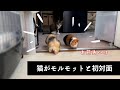 【弱肉強食】奇跡の保護猫がモルモットをロックオン