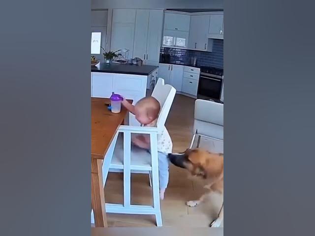 #viral dog video#new trending video #tamil #shorts #shorts video #tamil trending short