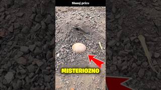 Izlegao je napuklo jaje u čaši, a onda se godinama kasnije dogodilo ovo🤯#shorts #shortvideo #short