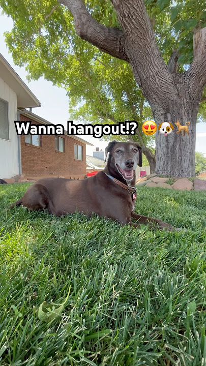 Just hanging out! 🐶❤️🐕🐾 #dogshorts #doglife #dogs #moki #utah #love #utah