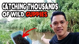 Wild caught | CATCHING WILD GUPPY using tiny fish net in our local river