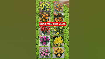 Bảng màu cúc pico 2026 #cucpico #caygiongcucpico #cucpicocaymo