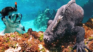 Marine iguana! The real GODZILLA lizard