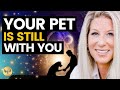 Connect with your pet on the other side megan sisk  animal communicator