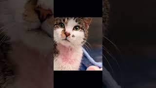 Gattina Rosi Sta Bene Ma È Ancora In Clinica