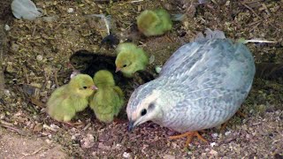 Bakın!!! Çin Bıldırcını Nasıl Gurk Oldu? / Button/King quail Natural Reproduction and Hatching Way