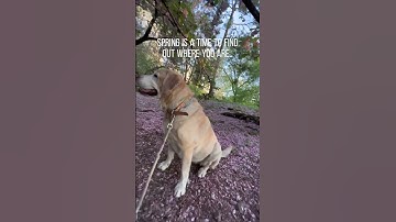 Spring Into Action: Discovering Your True Self and Moving Forward #selfimprovement #motivational