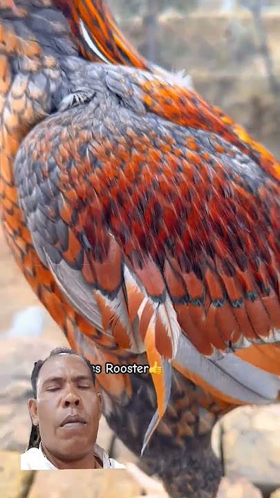 Ayam Bangkok super mewah #aseelmurga #rooster #birds #murga #ayam #music #electronicmusic #remix