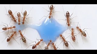 Crazy ants vs nectar  #ants #satisfying #nature #subscribe