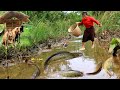 Grilled fish for food dog -woman finding food met fish at field -cooking in forest HD