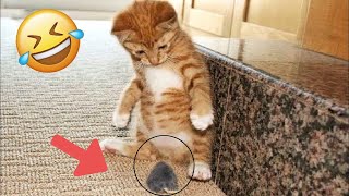 Funniest Animals 🤣 Hilarious Cats and Dogs 2024 😹🐶 Part 3