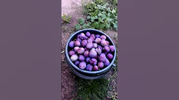 Собираю сливу. Урожай сливы 2022