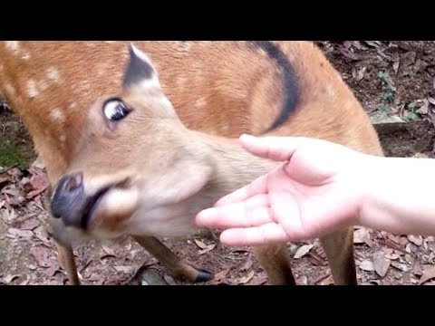 i-promise-that-you-will-get-a-laugh-attack---funny-animal-compilation