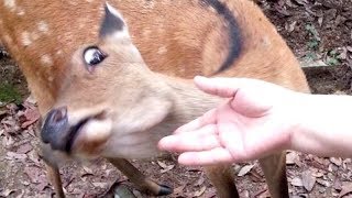 I PROMISE that YOU will get A LAUGH ATTACK  FUNNY ANIMAL compilation