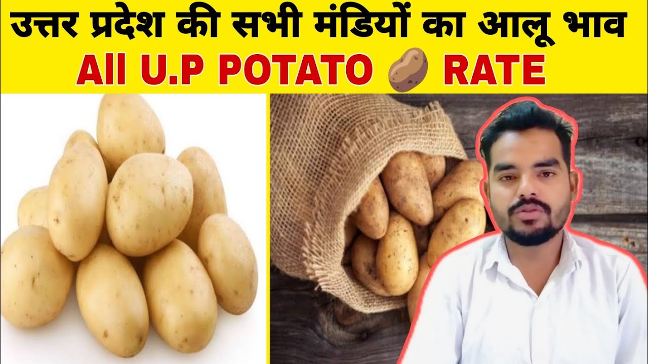 All up potato rate उत्तर प्रदेश की सभी मंडियों का आलू का भाव