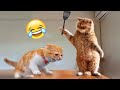New funny cat and dogs  funniest animals 