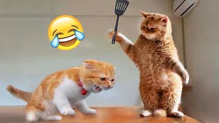 New Funny Cat and Dog Videos 😹🐶 Funniest Animals 🤣