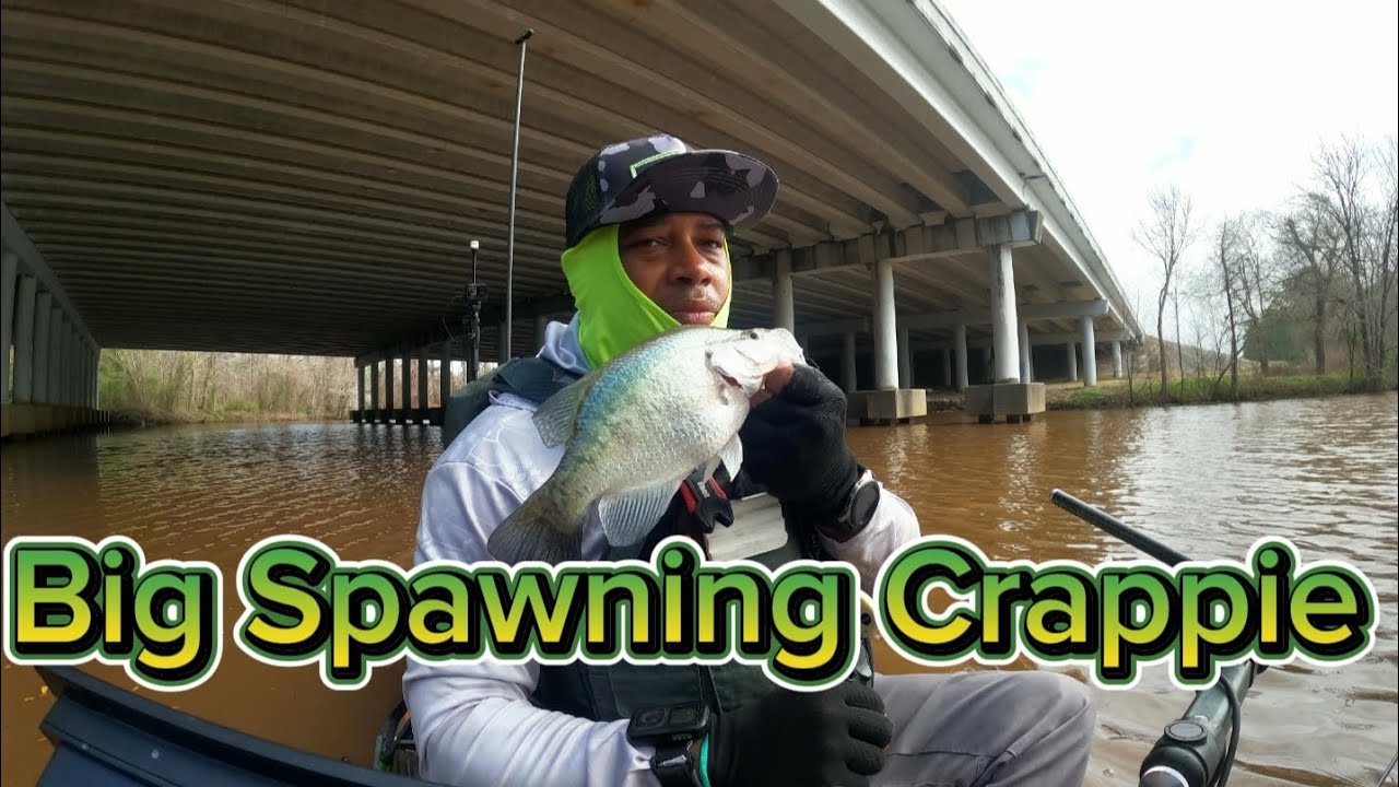 Catching  Spawning Crappie Using The Slip Cork Technique In Shallow Water Against The Cypress Trees