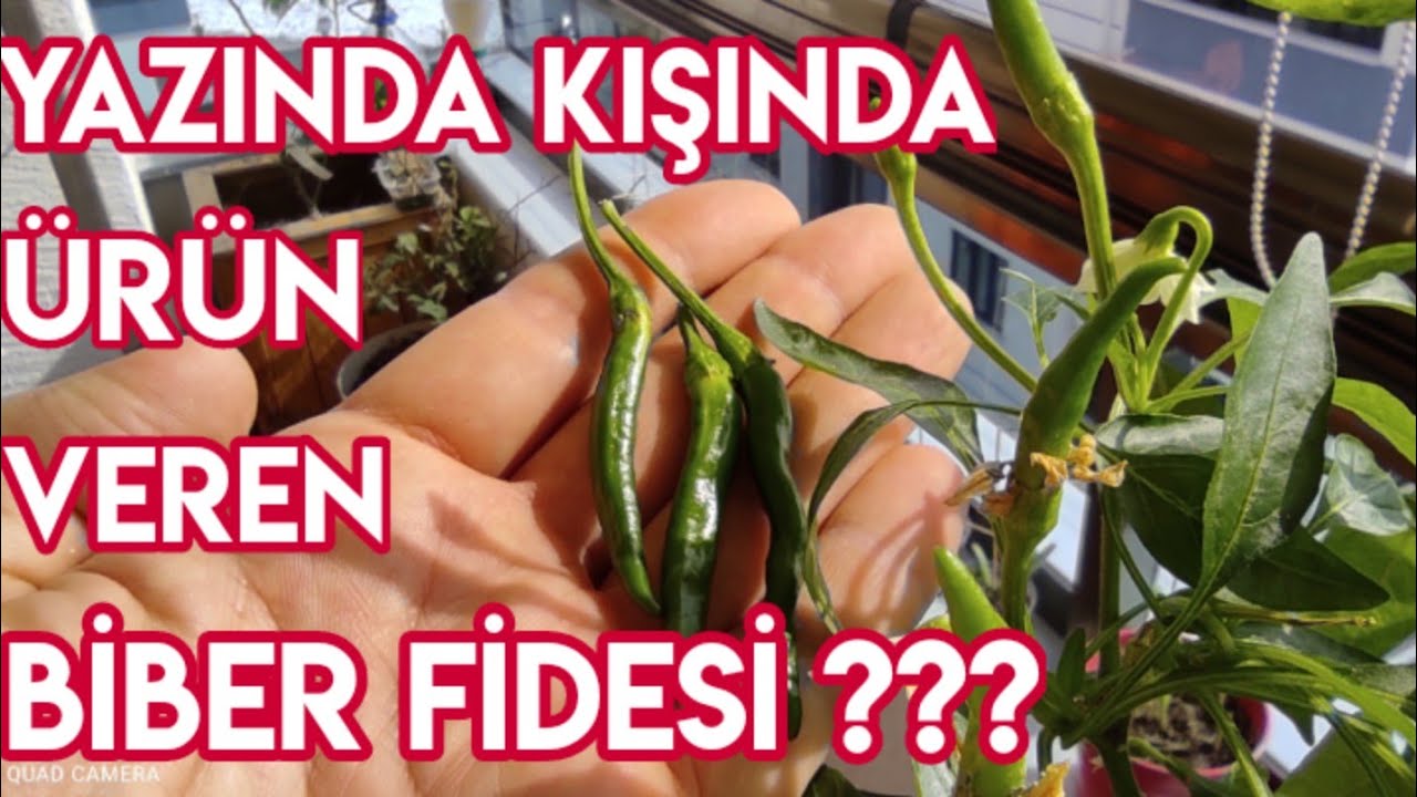 Aynı Biber Fidesinden Yıllarca Ürün Alabilirsiniz / Yediveren Biber