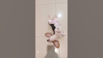 Beagle puppy wants belly rubs!