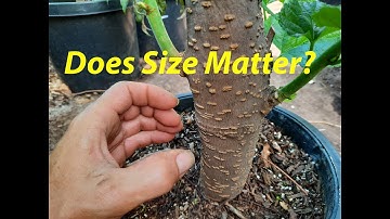 Is bigger better? Growing a Mulberry tree from cutting!