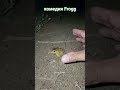 Catch big frogs funny | Try don't laugh | wepwep catching frogs make you laugh #shortsviral #turkey