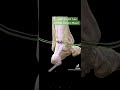 عمليه قطع وتر اكيلس