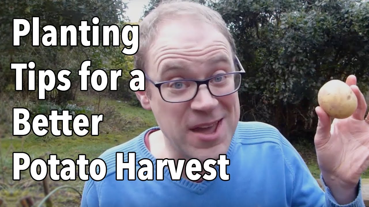 Growing Potatoes Planting Tips For A Better Potato Harvest YouTube