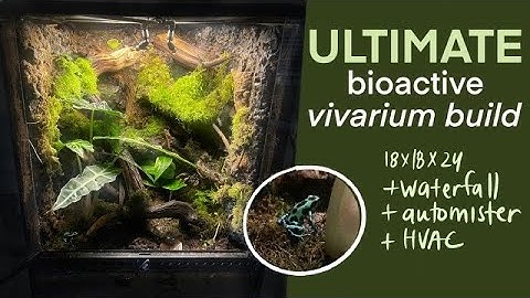 ULTIMATE dart frog + geckos vivarium build! 1K subscribers special