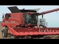 Hartmann Grain Farms - Case IH 8230 Combine on 10-20-2013