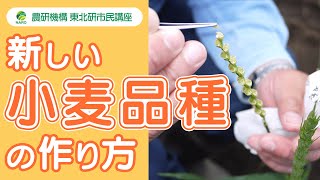 農研機構 東北研 市民講座 第38回「新しい小麦品種の作り方」