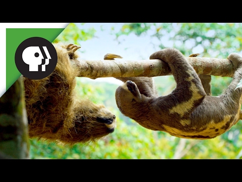 Robot 'Spy Sloth' møter ekte dovendyr