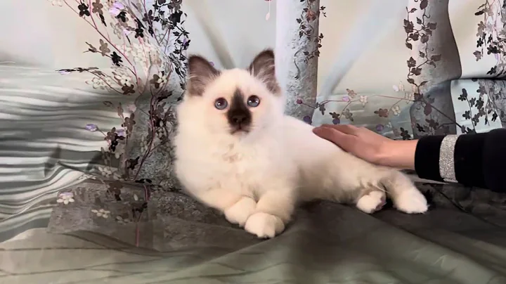 Watch the video about Saba Felix is available Birman kitten by Saba cattery www.birmans.eu